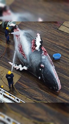 THIS IS WHAT HAPPENS AFTER A WHALE IS CAPTURED #Whaling #Industry