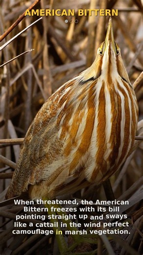 American Bittern Facts 🦩 | WingedFacts