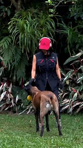 🇺🇸 Ball. Human. Ball. Decision made. 🎯🔥 Typical Malinois: a lightning-fast mind, a focus shift in milliseconds. These dogs read their environment faster than we think – and react before we even blink. What does your dog’s focus look like? Team laser-eyes or team easily distracted? 👀👇 🇩🇪 Ball. Mensch. Ball. Decision made.🎯🔥 Typisch Malinois: ein blitzschneller Kopf, ein Fokuswechsel in Millisekunden. Diese Hunde lesen ihre Umwelt schneller, als wir denken – und reagieren, bevor wir über