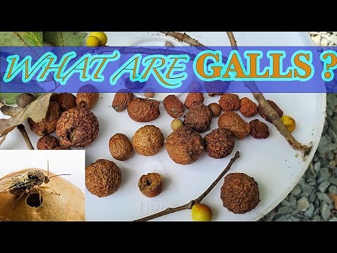 Oak Galls - Oak Apples & The Oak Gall Wasp