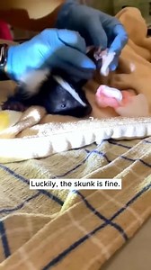 This family rescued a lost skunk and raised it with love ❤❤#Amazing #animals #love #fyp #pet #jenniferlopez #alexandradaddario #AngelinaJolie #MeganFox #margotrobbie #chrisevans #ChristianBale #AnneHathway #BrieLarson #ScarlettJohansson #elizabetholsen #JenniferLopez #JenniferAniston #JenniferLawrence #priyankachopra #KristenStewart #HaileeSteinfeld #emiliaclarke #galgadot #wonderwoman #DC #mcu #MeganFox #kyliejenner #kimkardashian #kendalljenner❤️ | WinnerMax