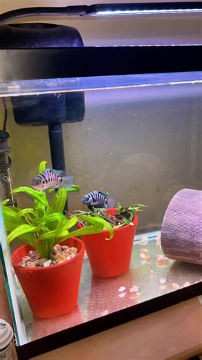 Essential Tips for Maintaining a Healthy Aquarium Fish Environment