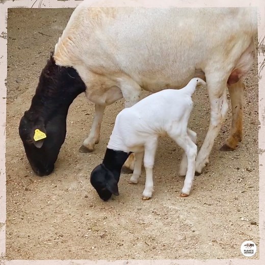264K views · 621 shares |  Un mouton de Somalie est né à Planète Sauvage lundi 13 juillet, il s’agit de la 2ème naissance de cette espèce cette année ! Il sera identifié à ses 1 mois, nous ne manquerons pas de vous tenir informé  | Planète Sauvage | Facebook
