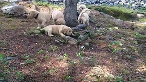 13K views · 211 reactions | Puppies playing in the woods -- Crystal and Champ's litter | Acadia Goldendoodles | Facebook
