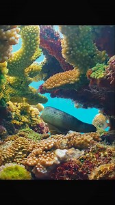 The Deadly Krait Snake 🐍💀 The Krait Snake — small, silent, and one of the most venomous snakes in the world. Found mainly in South and Southeast Asia, its bite is so deadly that even a single drop of venom can paralyze a human within hours. 😨 What makes the Krait terrifying is its nocturnal nature — it strikes when victims are asleep, often without waking them. The venom attacks the nervous system, shutting down muscles and breathing. Yet, it rarely bites unless provoked. A creature of beauty