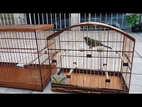 Como transferir passaro de gaiola.