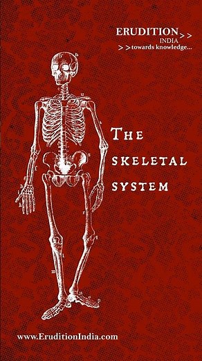 The Skeletal System - Walkthrough - Viewing The Full Skeleton In Motion