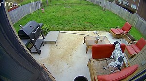 Sidney was standing in the kitchen when she saw a black, white, and red flash go across the backyard. After checking her Ring footage, she spotted Leroy running across the yard with her throw pillows. | Ring