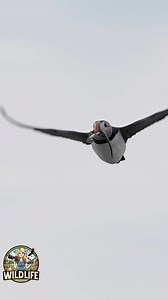 Beak bursting with silver threads of the sea, this puffin returns from its hunt to feed the puffling hidden in the burrow. #atlanticpuffins #puffins #birds #wildlife #nature #wildlifevideos #seabirds #cangeo #visitcanada #sandeels #sonyalpha | Amber Favorite Photography