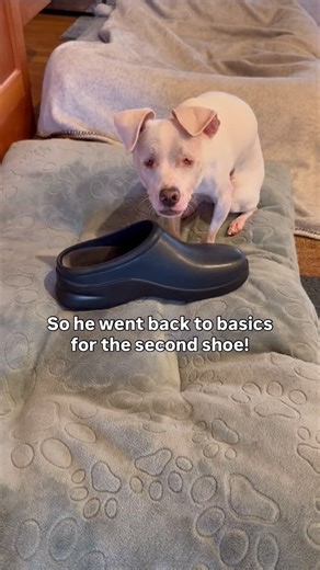 Georgie, deaf blind adorable on Instagram: "He tried and it didn't work out the way he thought it should. So he went back to basics. Does he deserve his treat? Deafblind Baby Georgie takes shoes, boxes, food dishes and other items to his bed to trade for a treat. He might be deaf and blind but he is very well aware of his actions and interactions. He's also got an amazing sense of humor."