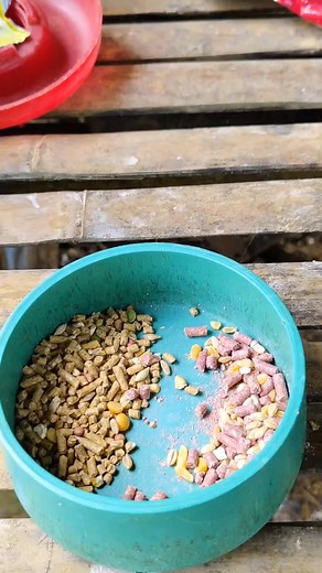 Transition feeding,tiradang backyard....👌👌👌 DISCLAIMER NO ANIMALS WERE HARM IN THE MAKING OF THIS VIDEO THIS IS FOR BREEDING PURPOSES ONLY NOT FOR ILLEGAL USE. #fbreelsfypシ゚viralシ #fbpost2025シ #thunderbirdpassionsatagumpay #viralvideoシfyp #backyardbreedermoves #BREEDERISLIFE #buhaybackyardbreeder | Angkol mateo