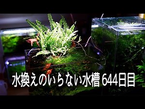 水換えのいらない水槽 644日目も美しい【アクアリウム】