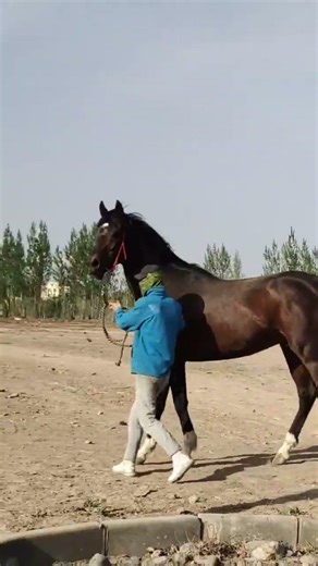 How horse breeding and training work Daily Work