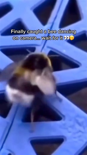 1.4M views · 26K reactions | Bees dance to communicate. What’s this bee saying?!?  | James Weston | Facebook