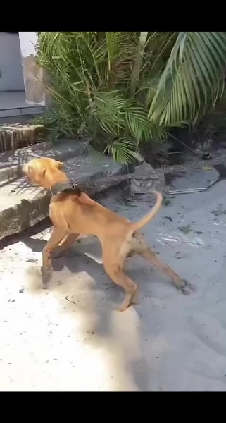 Cacique #apbtoriginal #gamebred #apbt4x4 #realbulldog #workingdog #pitbullterrier #truepitbull #gamedogs #machobuck