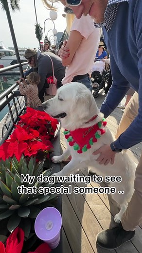 39K views · 3.9K reactions | Lady loves Santa❤️ #santaclaus #dogsofinstagram #cutedogs | Lady and the Blues | Facebook
