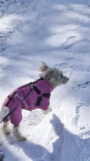 Running the Loop Trail with My Dog Cherry at the Kent County Recreation Center
