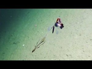 'Glass squid’ discovered in the depths of the North Pacific Ocean