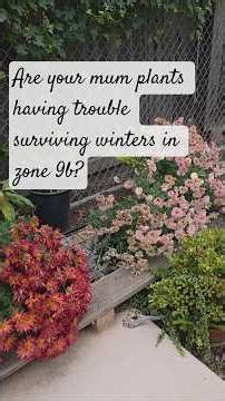 Pruning, Mulching and Securing mums for spring flowering.