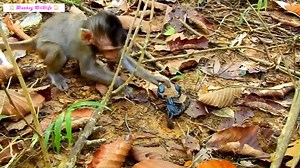 Baby Monkeys Clash With Scrapers. The Poor Baby Monkey Was Painfully Burned By The Scorpion Bad Baby Monkey Disobeys, Makes Mother Monkey Angry, Wants To Strangle Baby Monkey | 3M