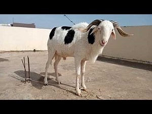 le plus beau mouton du senegal