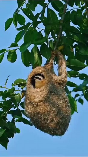 1.9K views · 88 reactions | "Witnessing the artistry of a tiny architect!  #NatureAtWork #HomeBuildingSkills" | Eyes on nature | Facebook