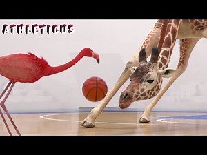 BASKETBALL 🏀 ATHLETICUS | Cartoon in English