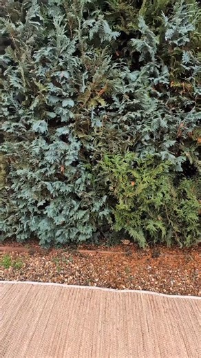 Ton showroom mode • Beauvais on Instagram: "LOOK MANHATTAN 💥 Pull rose qui claque, pantalon gold, baskets roses et rouges. Un look qui ne passe pas inaperçu… et c’est bien le but. ✨ Audace, caractère, liberté. Zéro compromis. Just Me. 👉 Le look est dispo dès maintenant 📩 Message privé pour infos & tailles 📍 SHOWROOM ⚠️ Quantités très limitées (pas de réassort) Parce que le style, ça ne se sauvegarde pas 🤣💋 #ParisManhattan #LookManhattan #ManhattanMood #JustMe #PMGirls"