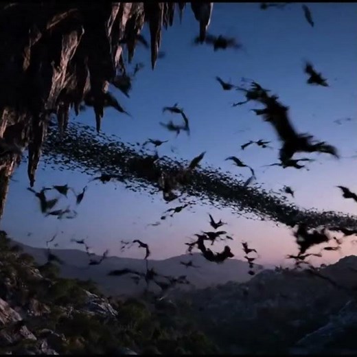 The Bat Cave Comes Alive 🦇