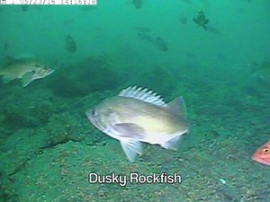 Rockfish Identification Video