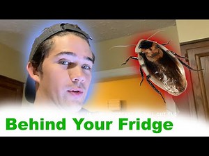 Cockroaches in Your Kitchen... Probably?