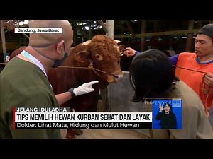 Tips Memilih Hewan Kurban Sehat dan Layak
