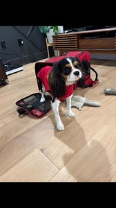 Little Clover is recovering after a successful spay surgery today! She’s still a bit sleepy, but the doctors say she’s doing great ❤️‍🩹 | Clover & Buttercup