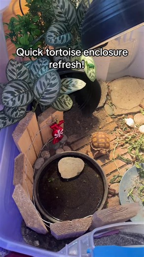 Tortoise Enclosure Refresh Tips for Happy Pets