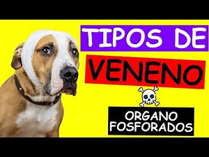 Types of Poison and their Antidote for Dogs and Cats: Organophosphates