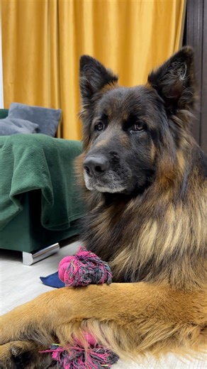 4.9K views · 660 reactions | I am cute? 殺 #dog #germanshepherd #Lovely #doglover #cute | EVO the German Shepherd | Facebook