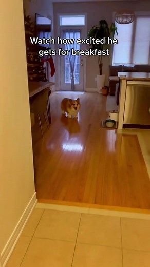 Adorable Corgi Howling Compilation
