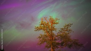 Colorful northern lights, Purple and green aurora, northern Lights over tree line, Aurora borealis polar lights set. Glowing in sky different shapes and color northern lights, Summer aurora on lake