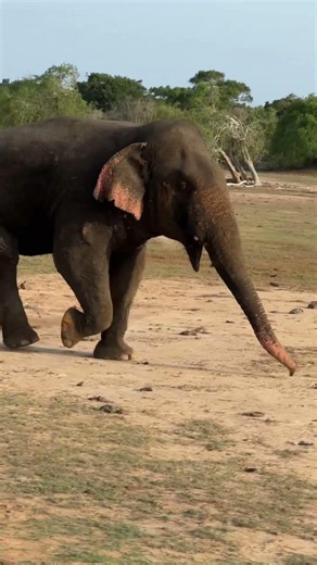 Elephant working around #elephants #nature #howto #wildlife #wildlifedocumentary #animals