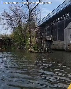 LOOK AT THE SIZE OF THAT THING! Chonkosaurus,’ plump Chicago snapping turtle captured on video, goes viral | KWTX News 10