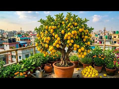 🔴LIVE 🌱🍋 How to Grow a Healthy Lemon Tree at Home | Full Growing Guide LIVE #livestream #live