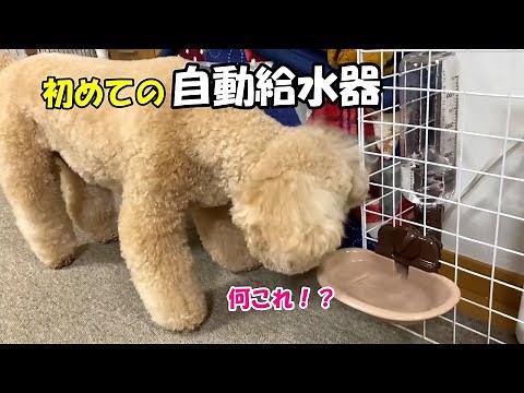 大きいトイプードルが自動給水器を初めて使ってみた結果ｗ【デカプー】【トイプードルのロアくん】【toy poodle】