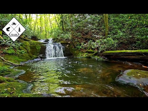 This Small Appalachian Stream is a Brook Trout Paradise