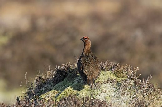 The Glorious 12th: 12 facts about the first day of the grouse shooting season