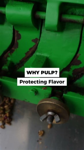 Unlocking the Flavor: Why we Pulp Coffee Cherries | The Kaʻū Coffee Classroom Ep. 3