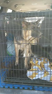 4.5K views · 285 reactions | WHOO HOO!! NO LONGER ON A CHAIN! Meet...