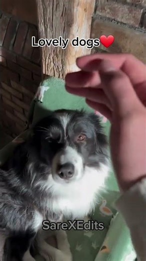 When Your Dog Loves You More Than Anything 🐾😍 #DogLove #EmotionalDogVideo #DogsAreFamily #doglove