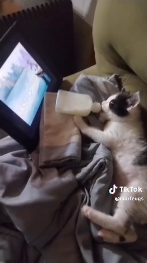 Sleepy Cat Funny Moments Compilation