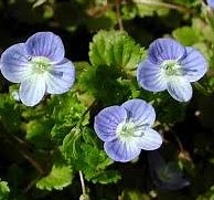 Speedwell