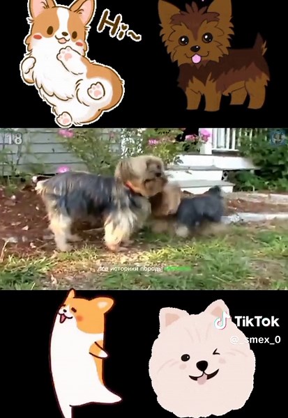 Cute animal videos compilation